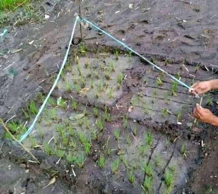 11 Penampakan sawah nyeleneh bikin geleng kepala, kreatif tapi absurd banget sampai susah percaya mata