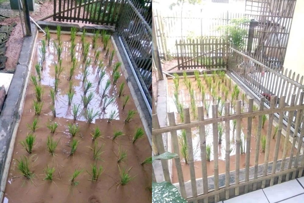 11 Penampakan sawah nyeleneh bikin geleng kepala, kreatif tapi absurd banget sampai susah percaya mata