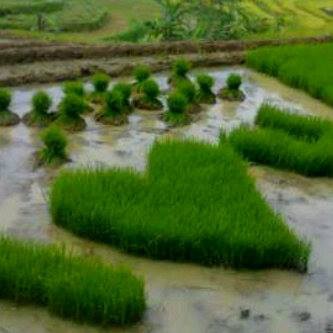 11 Penampakan sawah nyeleneh bikin geleng kepala, kreatif tapi absurd banget sampai susah percaya mata