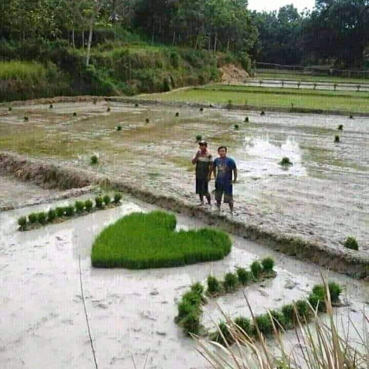 11 Penampakan sawah nyeleneh bikin geleng kepala, kreatif tapi absurd banget sampai susah percaya mata