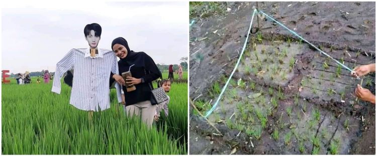 11 Penampakan sawah nyeleneh bikin geleng kepala, kreatif tapi absurd banget sampai susah percaya mata
