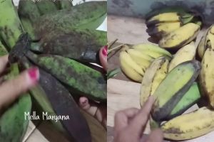 Bukan karbit, ternyata jenis daun ini bisa bikin pisang cepat matang alami cuma dalam 2 hari