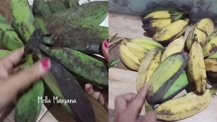Bukan karbit, ternyata jenis daun ini bisa bikin pisang cepat matang alami cuma dalam 2 hari