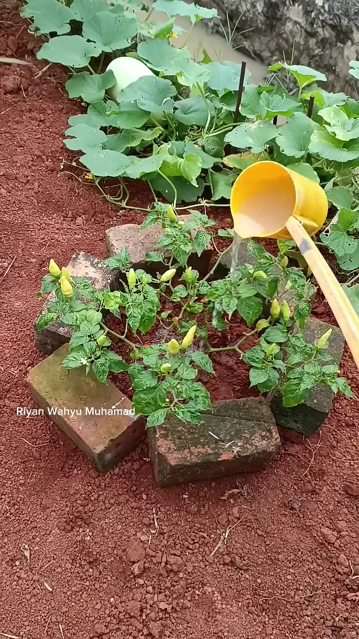 Auto panen terus, tanaman cabai yang pendek bisa langsung berbuah cuma diberi 2 bahan dapur ini