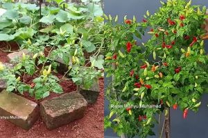 Auto panen terus, tanaman cabai yang pendek bisa langsung berbuah cuma diberi 2 bahan dapur ini