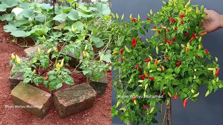 Auto panen terus, tanaman cabai yang pendek bisa langsung berbuah cuma diberi 2 bahan dapur ini