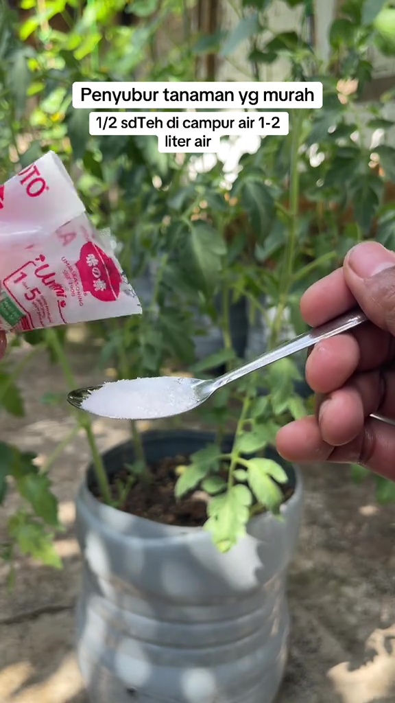 Ternyata semudah ini melebatkan bunga dan buah di tanaman tomat, cuma perlu 1 bumbu dapur