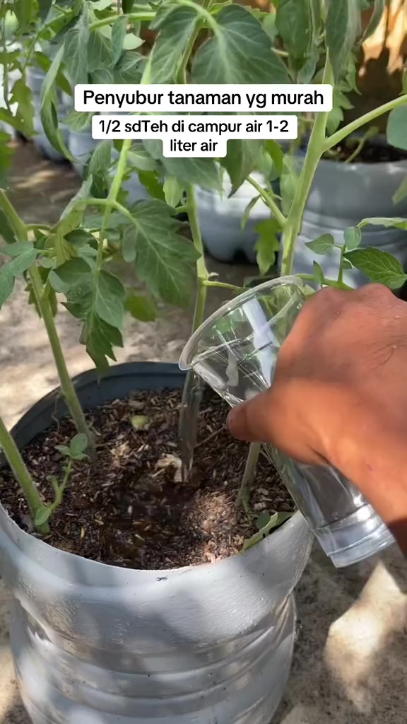 Ternyata semudah ini melebatkan bunga dan buah di tanaman tomat, cuma perlu 1 bumbu dapur