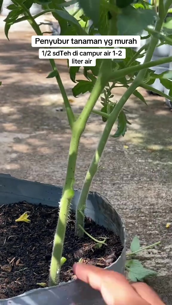 Ternyata semudah ini melebatkan bunga dan buah di tanaman tomat, cuma perlu 1 bumbu dapur