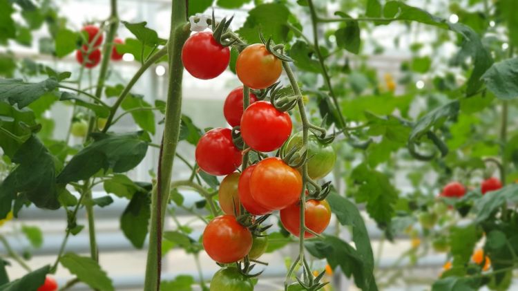 Ternyata semudah ini melebatkan bunga dan buah di tanaman tomat, cuma perlu 1 bumbu dapur