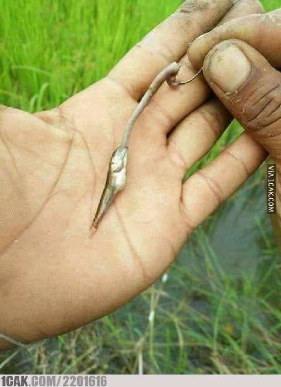 15 Momen kocak bapak-bapak mancing yang bikin ngakak, dari aksi absurd sampai gaya unik