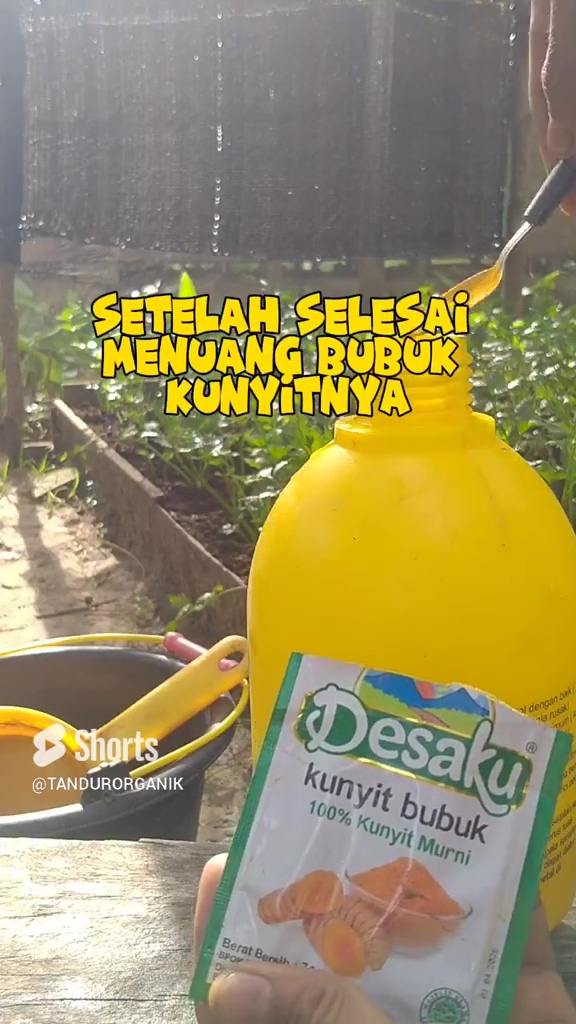 Tanaman seledri di rumah mengalami bercak daun? Segera atasi dengan 1 rempah dapur ini biar hijau lagi