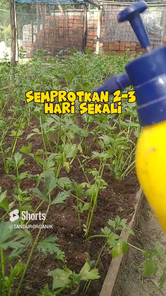 Tanaman seledri di rumah mengalami bercak daun? Segera atasi dengan 1 rempah dapur ini biar hijau lagi