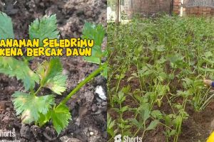 Tanaman seledri di rumah mengalami bercak daun? Segera atasi dengan 1 rempah dapur ini biar hijau lagi