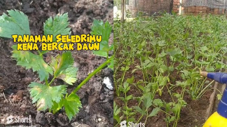 Tanaman seledri di rumah mengalami bercak daun? Segera atasi dengan 1 rempah dapur ini biar hijau lagi