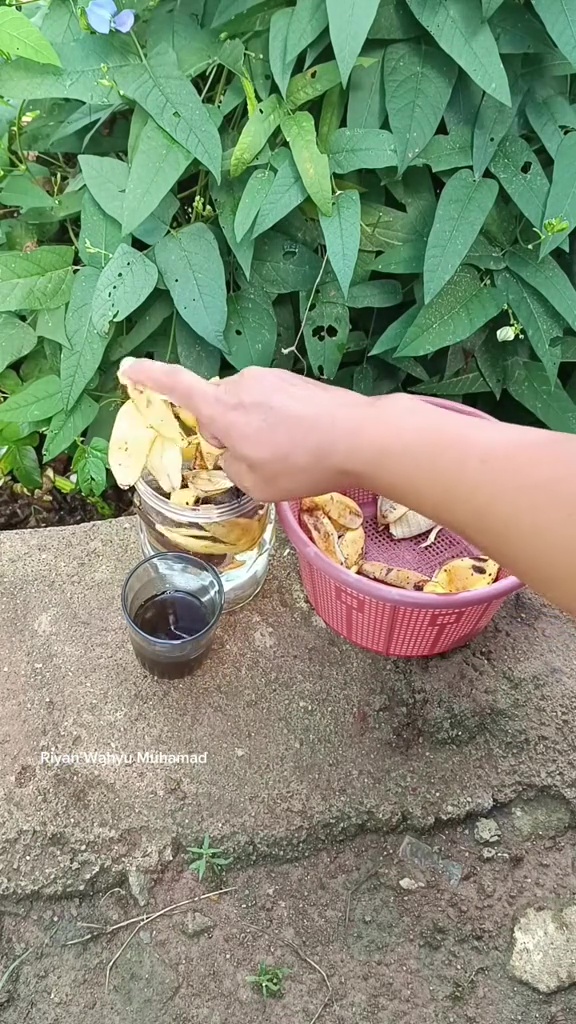 Ingin tanaman tomat berbuah lebat? Rahasianya cuma pakai pupuk organik dari 2 bahan dapur ini