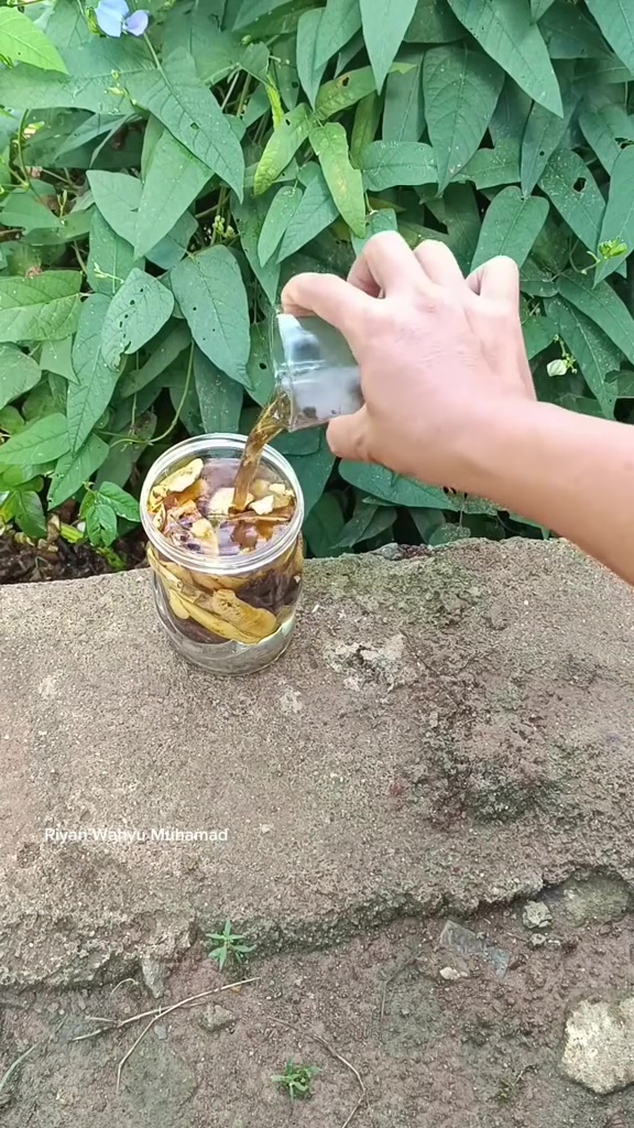 Ingin tanaman tomat berbuah lebat? Rahasianya cuma pakai pupuk organik dari 2 bahan dapur ini