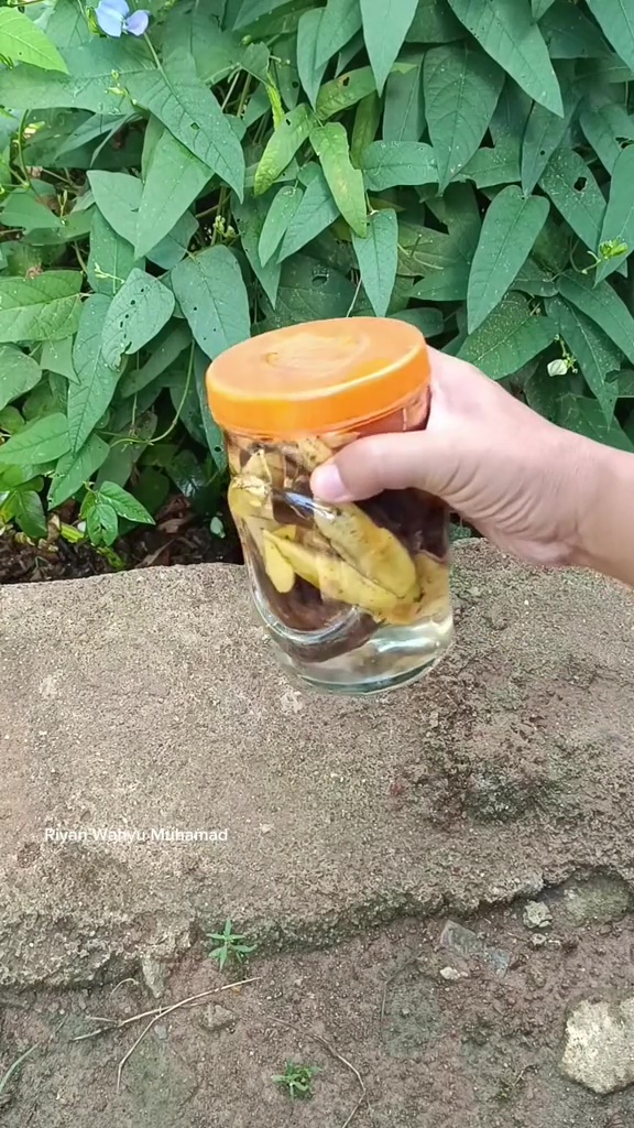 Ingin tanaman tomat berbuah lebat? Rahasianya cuma pakai pupuk organik dari 2 bahan dapur ini