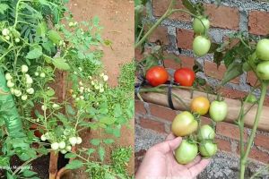 Ingin tanaman tomat berbuah lebat? Rahasianya cuma pakai pupuk organik dari 2 bahan dapur ini