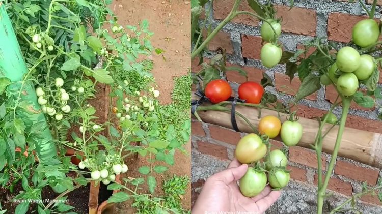 Ingin tanaman tomat berbuah lebat? Rahasianya cuma pakai pupuk organik dari 2 bahan dapur ini 