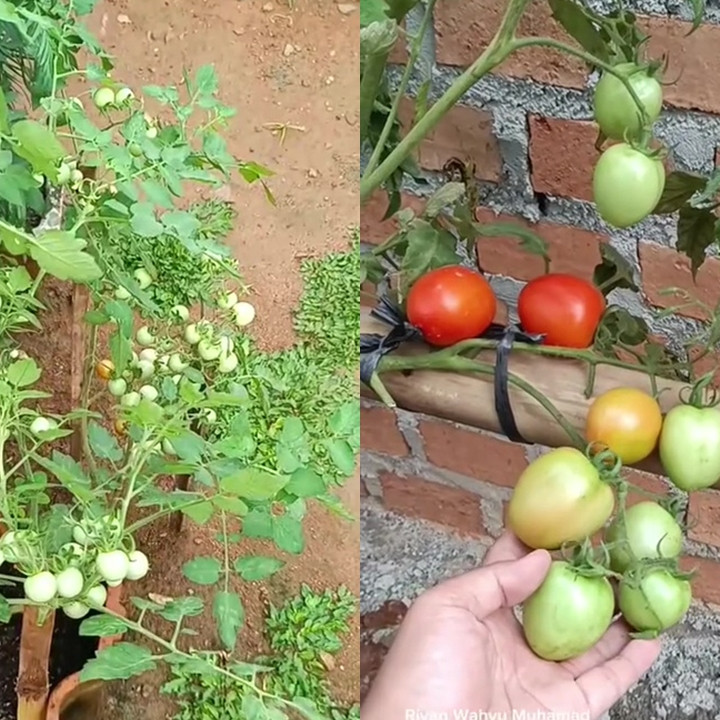 Ingin tanaman tomat berbuah lebat? Rahasianya cuma pakai pupuk organik dari 2 bahan dapur ini 