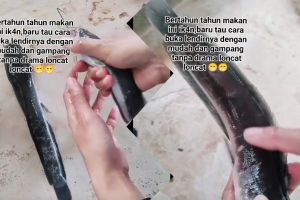 Bebas drama licin, begini cara cepat bersihkan lendir lele agar kesat tak loncat-loncat