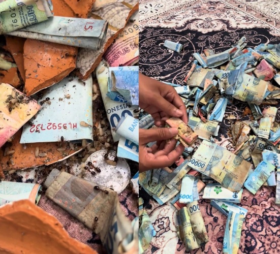 Awalnya curiga celengan terasa ringan, pria ini bongkar tabungannya yang ternyata habis digigit rayap