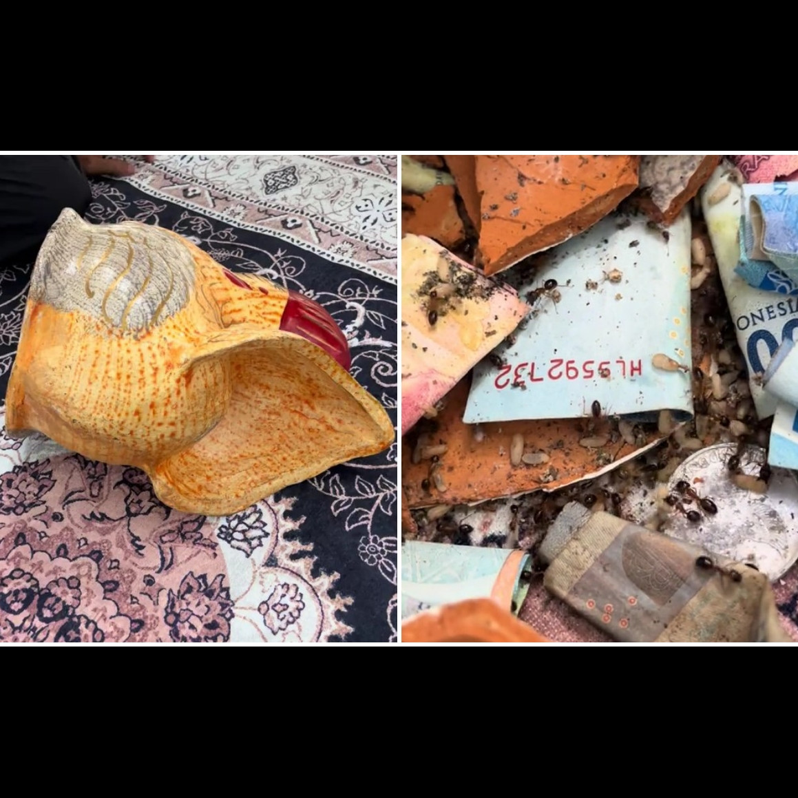 Awalnya curiga celengan terasa ringan, pria ini bongkar tabungannya yang ternyata habis digigit rayap