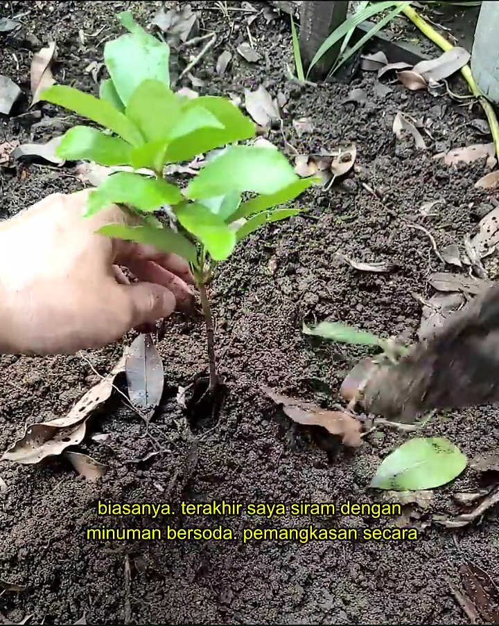 Bukan pupuk kimia, ternyata minuman ini bisa bikin pohon jambu air tubuh subur dan berbuah lebat
