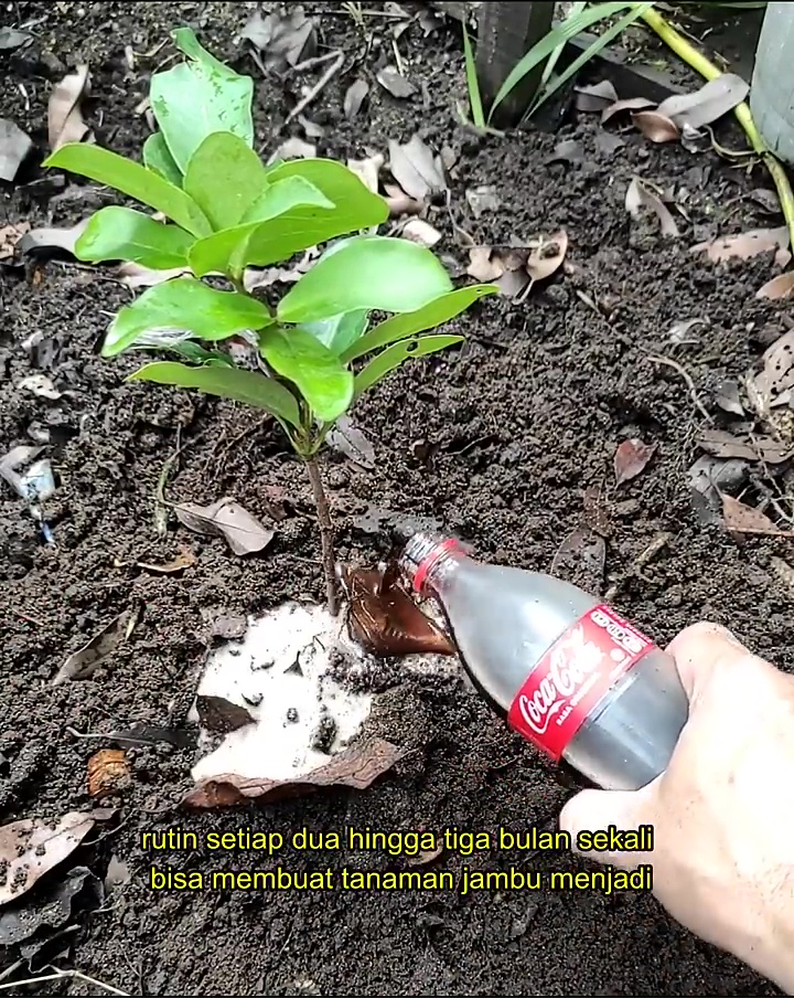 Bukan pupuk kimia, ternyata minuman ini bisa bikin pohon jambu air tubuh subur dan berbuah lebat