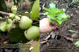 Bukan pupuk kimia, ternyata minuman ini bisa bikin pohon jambu air tubuh subur dan berbuah lebat
