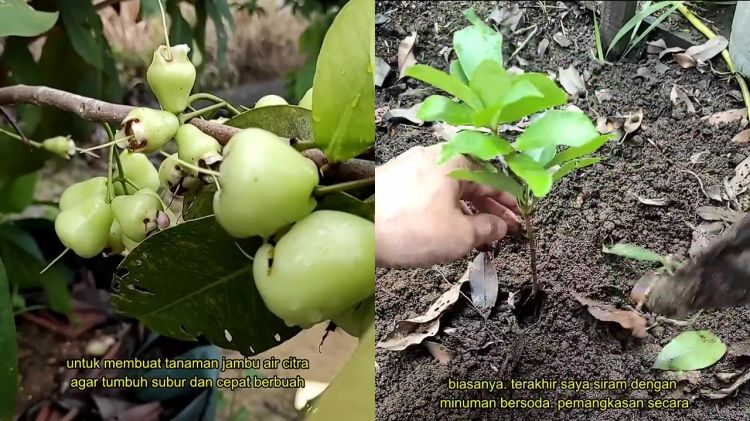 Bukan pupuk kimia, ternyata minuman ini bisa bikin pohon jambu air tubuh subur dan berbuah lebat