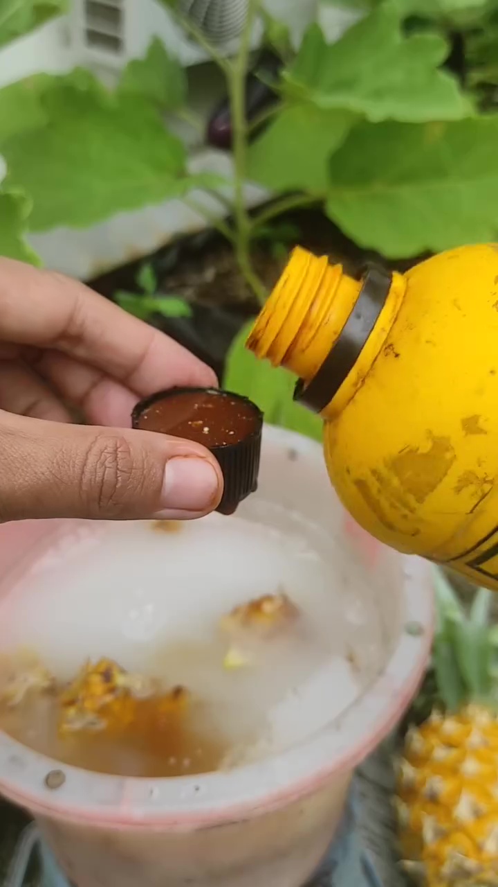 Cara mudah bikin pupuk alami dari kulit nanas, ampuh bikin tanaman buah cepat panen dan kebal penyakit