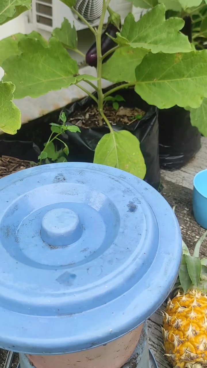 Cara mudah bikin pupuk alami dari kulit nanas, ampuh bikin tanaman buah cepat panen dan kebal penyakit