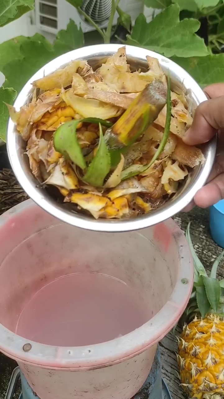 Cara mudah bikin pupuk alami dari kulit nanas, ampuh bikin tanaman buah cepat panen dan kebal penyakit