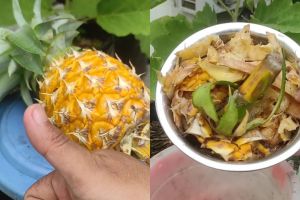 Cara mudah bikin pupuk alami dari kulit nanas, ampuh bikin tanaman buah cepat panen dan kebal penyakit