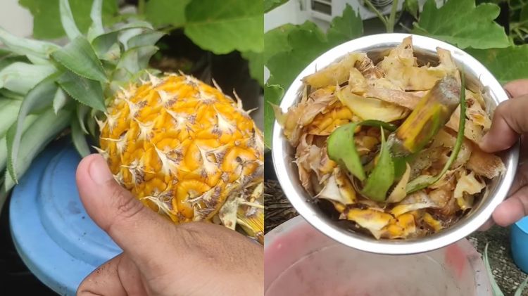 Cara mudah bikin pupuk alami dari kulit nanas, ampuh bikin tanaman buah cepat panen dan kebal penyakit