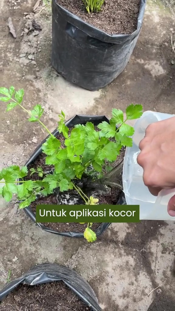 Ingin daun tanaman seledri mulus dan bebas ulat? Coba siramkan larutan bahan dapur ini buat cegah hama