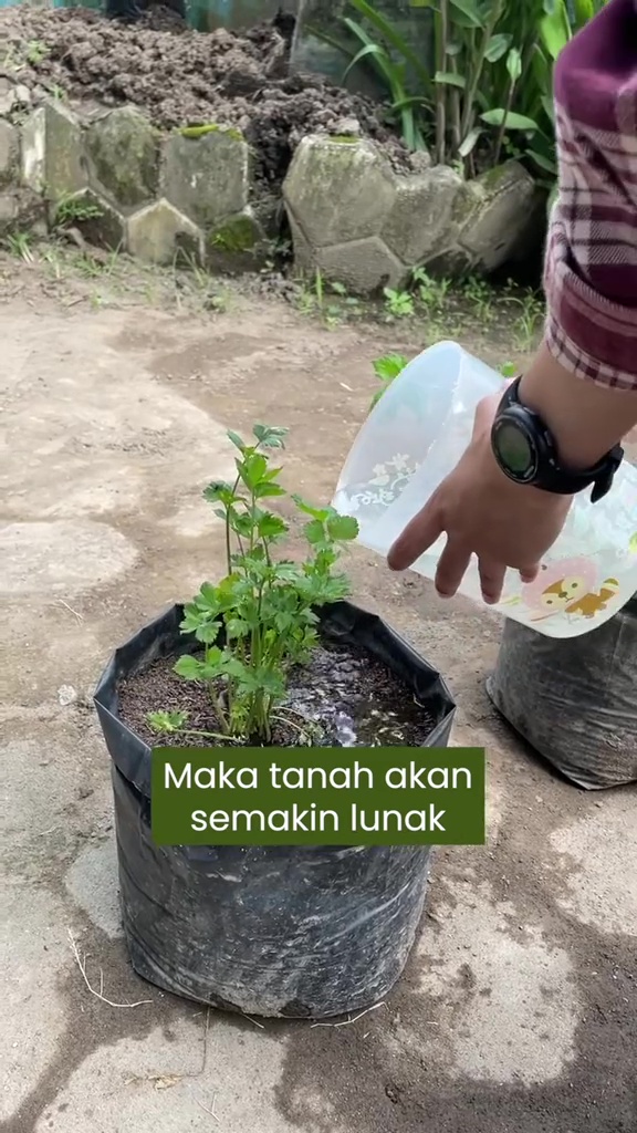 Ingin daun tanaman seledri mulus dan bebas ulat? Coba siramkan larutan bahan dapur ini buat cegah hama