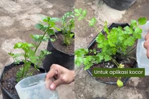 Ingin daun tanaman seledri mulus dan bebas ulat? Coba siramkan larutan bahan dapur ini buat cegah hama