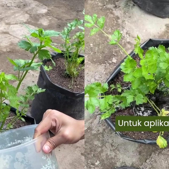 Ingin daun tanaman seledri mulus dan bebas ulat? Coba siramkan larutan bahan dapur ini buat cegah hama