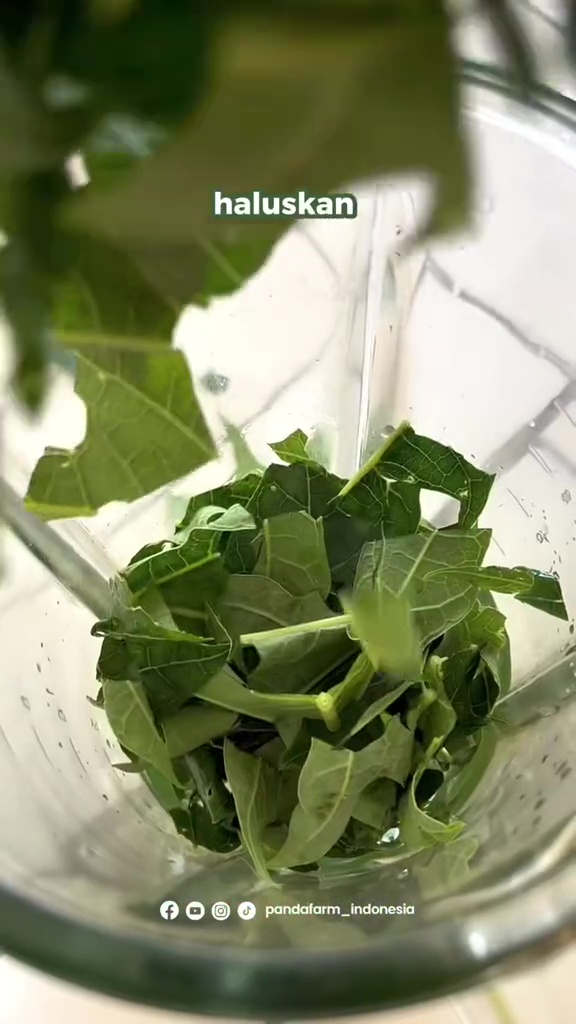 Campuran 2 bahan dapur ini ternyata bantu atasi keriting daun di tanaman cabai, dijamin subur lagi