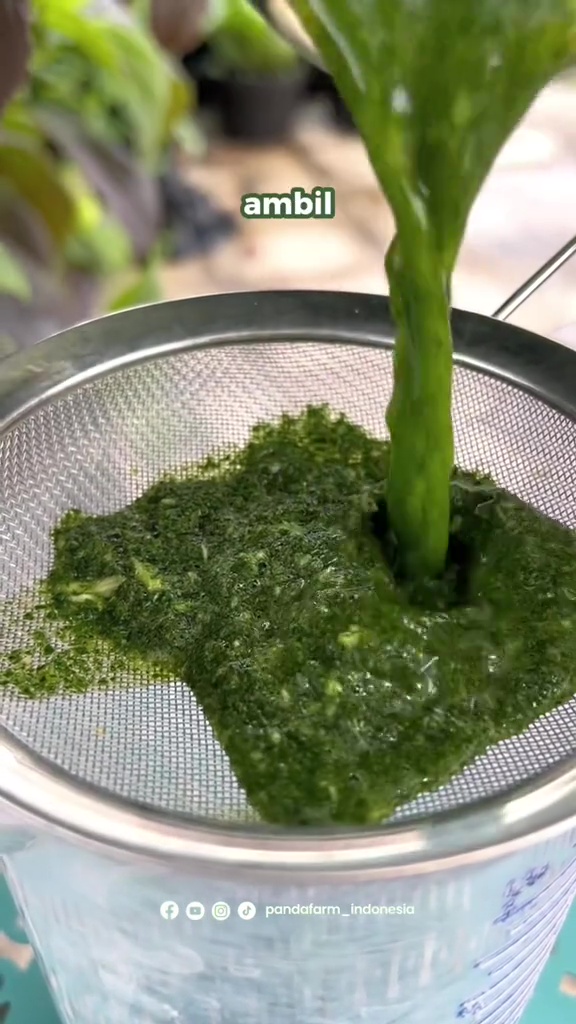 Campuran 2 bahan dapur ini ternyata bantu atasi keriting daun di tanaman cabai, dijamin subur lagi