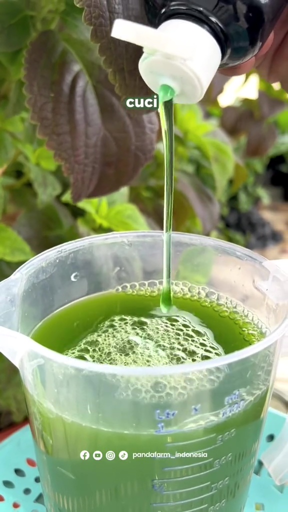 Campuran 2 bahan dapur ini ternyata bantu atasi keriting daun di tanaman cabai, dijamin subur lagi