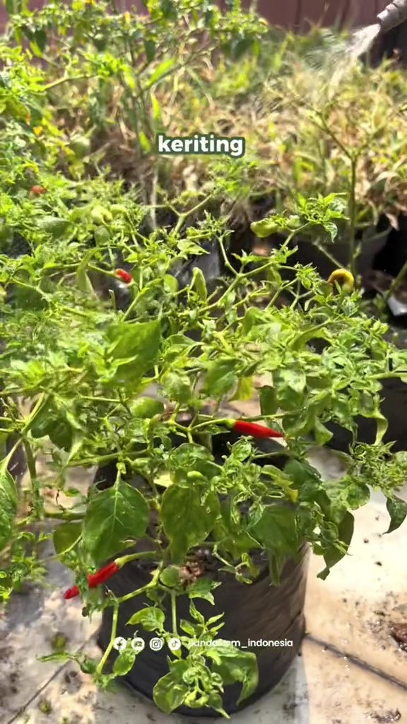 Campuran 2 bahan dapur ini ternyata bantu atasi keriting daun di tanaman cabai, dijamin subur lagi