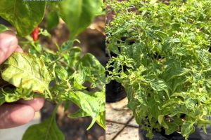 Campuran 2 bahan dapur ini ternyata bantu atasi keriting daun di tanaman cabai, dijamin subur lagi