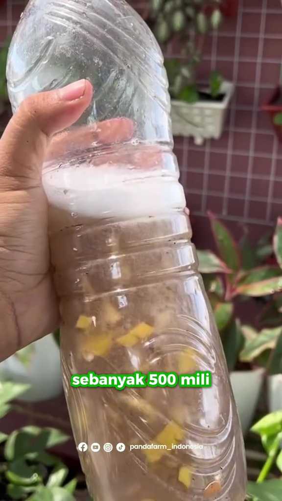 Campuran 2 ampas dapur ini ternyata bisa memaksa tanaman cepat berbuah, begini cara pakainya