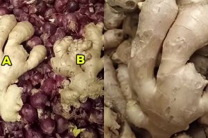 Jangan cuma dicek aromanya, ini cara ampuh pilih jahe yang berkualitas dan tak pahit