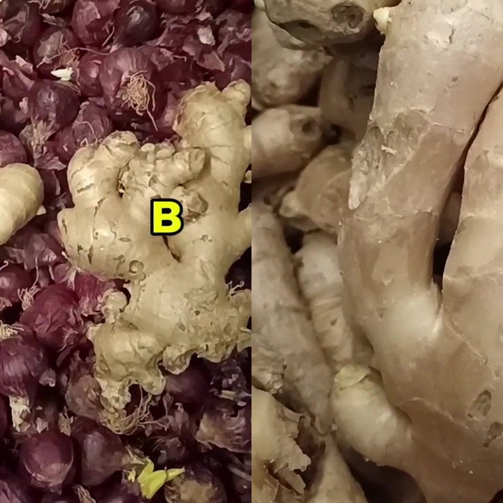 Jangan cuma dicek aromanya, ini cara ampuh pilih jahe yang berkualitas dan tak pahit