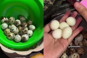 Sering rebus telur puyuh tapi kulitnya sulit dikupas? Coba pakai trik ini biar hasilnya lebih mulus